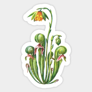 Kopie von Cobra Lily Darlingtonia Californica Apparel Botanical Drawing Pitcher Plant Sticker